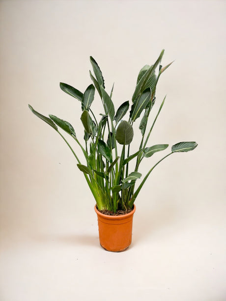 Livraison plante Strelitzia Reginae XL