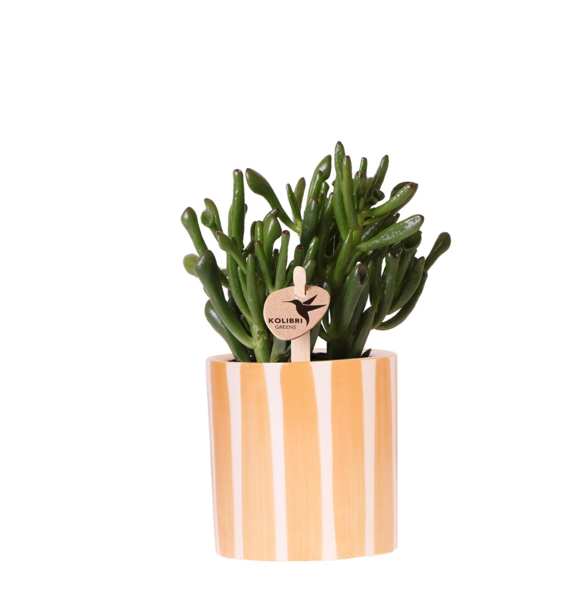 Livraison plante Succulente Crassula Hobbit + pot Painted Stripe orange