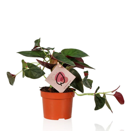 Livraison plante Syngonium Red Arrow