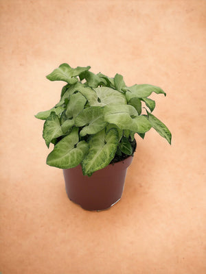 Livraison plante Syngonium 'White Butterfly'