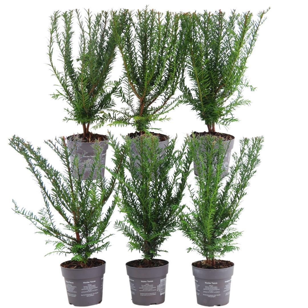 Livraison plante Taxus baccata - Lot de 6