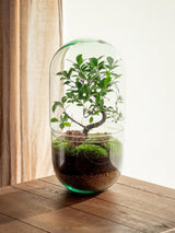 Livraison plante Terrarium - La Paz Midori