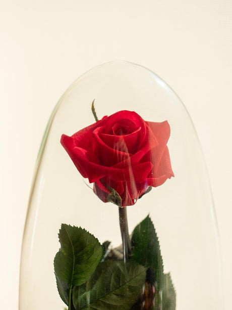 Livraison plante Terrarium Rose éternelle - St Valentin