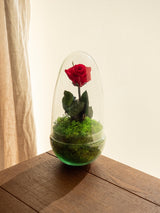 Livraison plante Terrarium Rose éternelle - St Valentin