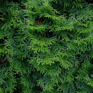 Livraison plante Thuja occidentalis Smaragd – Lot de 6 – Hauteur 60 cm