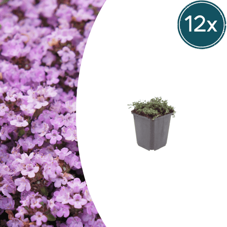 Livraison plante Thym Purple beauty