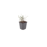 Livraison plante Thyms vulgaris
