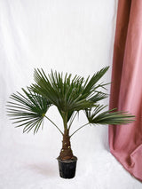 Livraison plante Trachycarpus palmier