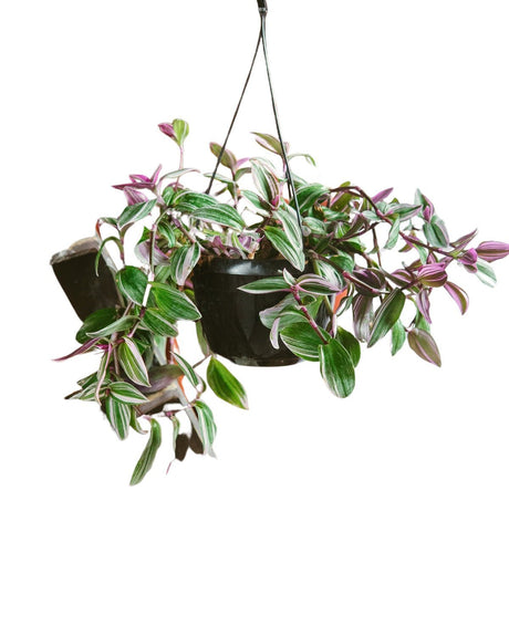 Livraison plante Tradescantia Zebrina Violette