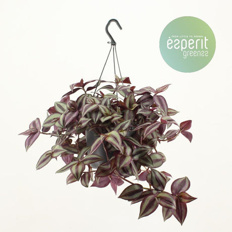 Livraison plante Tradescantia Zebrina Violette