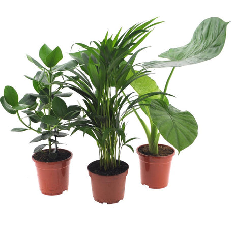 Livraison plante Trio de 3 plantes d'intérieur