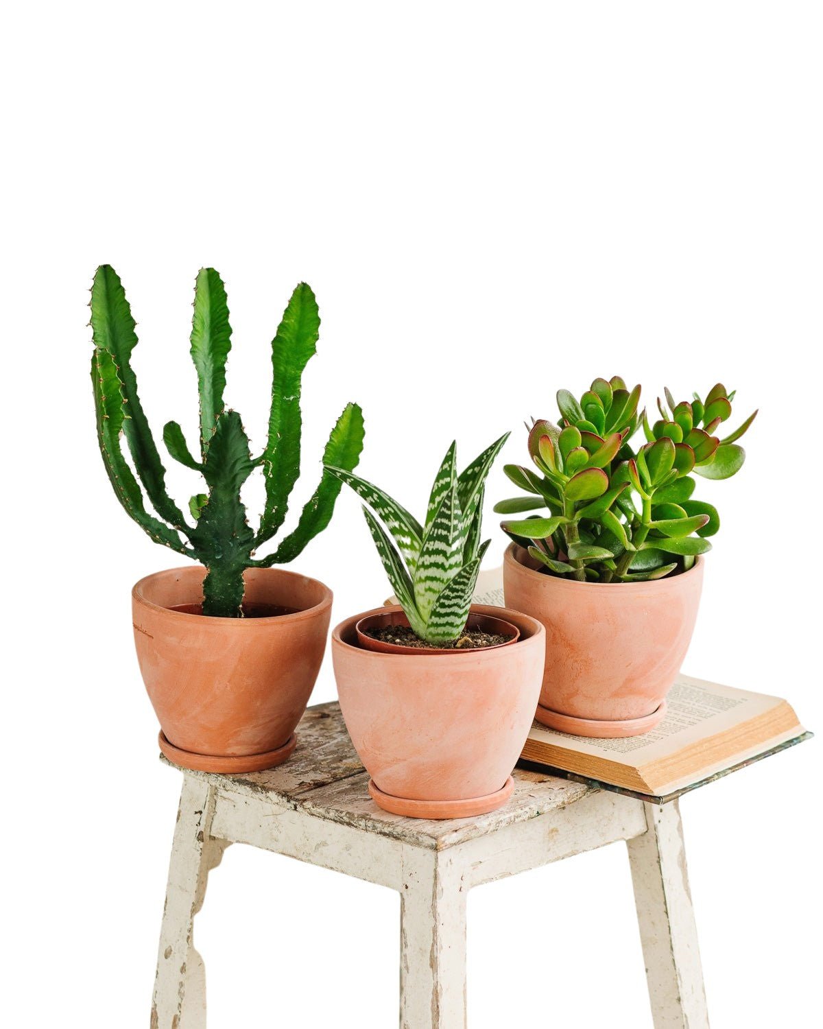 Livraison plante Trio de cactus et succulentes