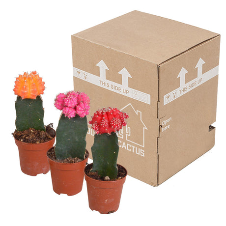 Livraison plante Trio de Gymnocalycium