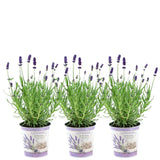 Livraison plante Trio de Lavande angustifolia Felice® et leur pot