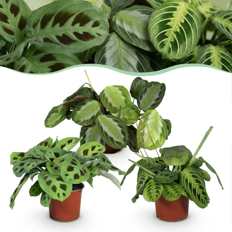 Livraison plante Trio de Maranta