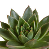 Livraison plante Trio d'Echeveria et leurs caches - pots h15cm