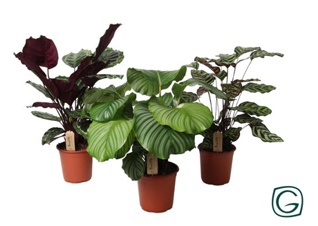 Livraison plante Trio grandes calathea - Ø21cm - ↕55cm