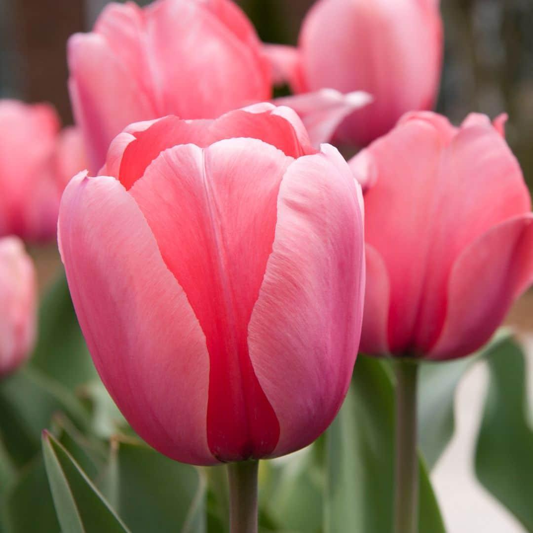 Livraison plante Tulipe Pink Impression - 15 Bulbes