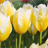 Livraison plante Tulipe 'Sweetheart' - 15 bulbes - Taille 12+