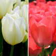 Livraison plante Tulipes Elly's Choice - 30 bulbes - Taille 12+