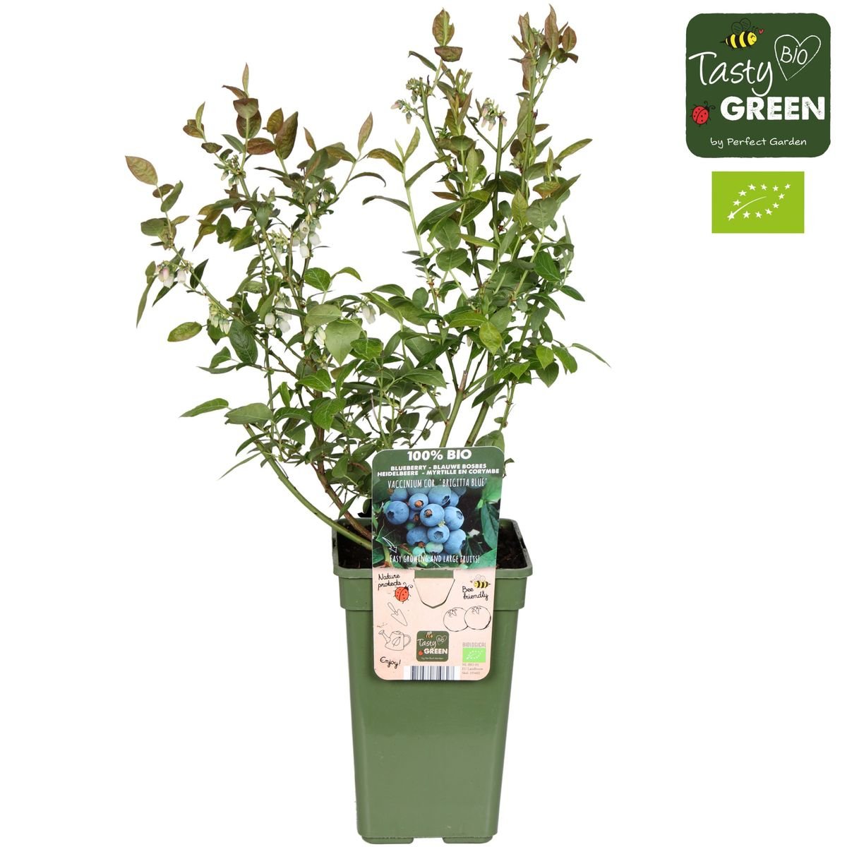 Livraison plante Vaccinium corymbosum 'Brigitta Blue'