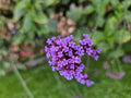 Patagonisches Eisenkraut (Verbena bonariensis)
