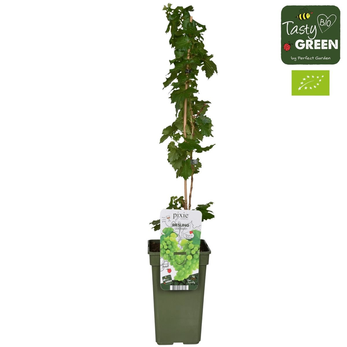 Livraison plante Vigne raisin 'Riesling' - ↨65cm - Ø19 - arbuste fruitier