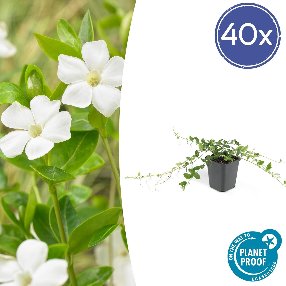 Livraison plante Vinca minor 'Alba'