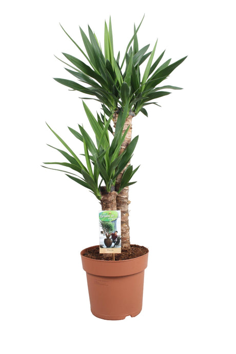 Livraison plante Yucca