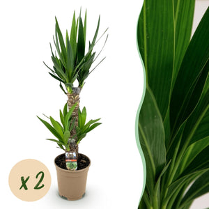 Livraison plante Yucca elephantipes