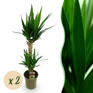 Livraison plante Yucca elephantipes