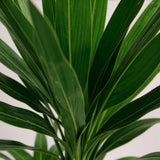 Livraison plante Yucca elephantipes d21cm h100cm