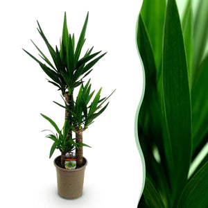 Livraison plante Yucca elephantipes d21cm h100cm