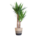 Livraison plante Yucca Elephantipes et son pot