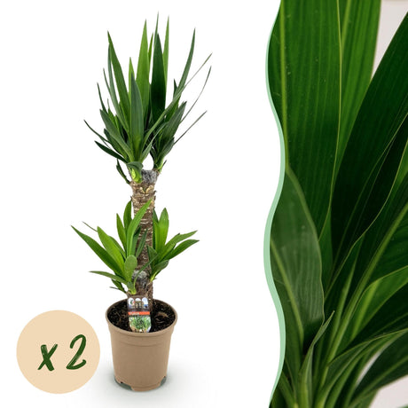Livraison plante Yucca elephantipes – Lot de 2 – Pot 17 cm – Hauteur 75 cm