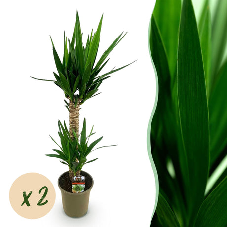 Livraison plante Yucca elephantipes – Lot de 2 – Pot 19 cm – Hauteur 120 cm