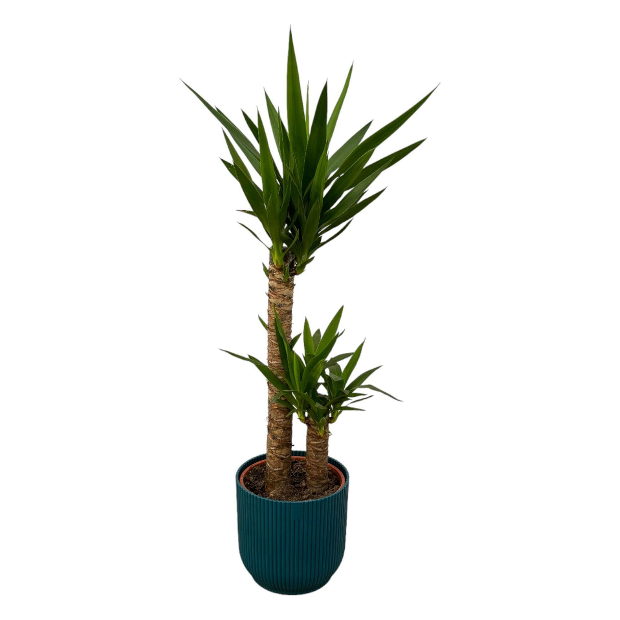 Livraison plante Yucca et son pot