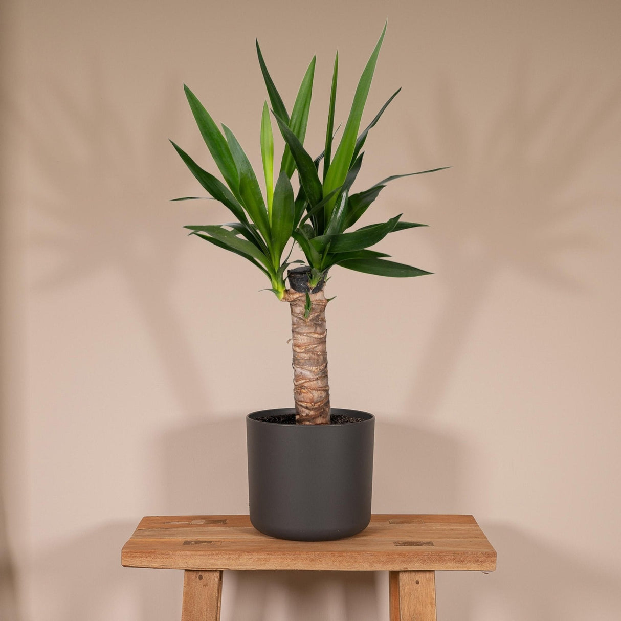 Livraison plante Yucca h40cm