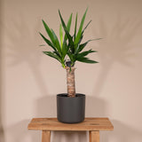 Livraison plante Yucca h40cm