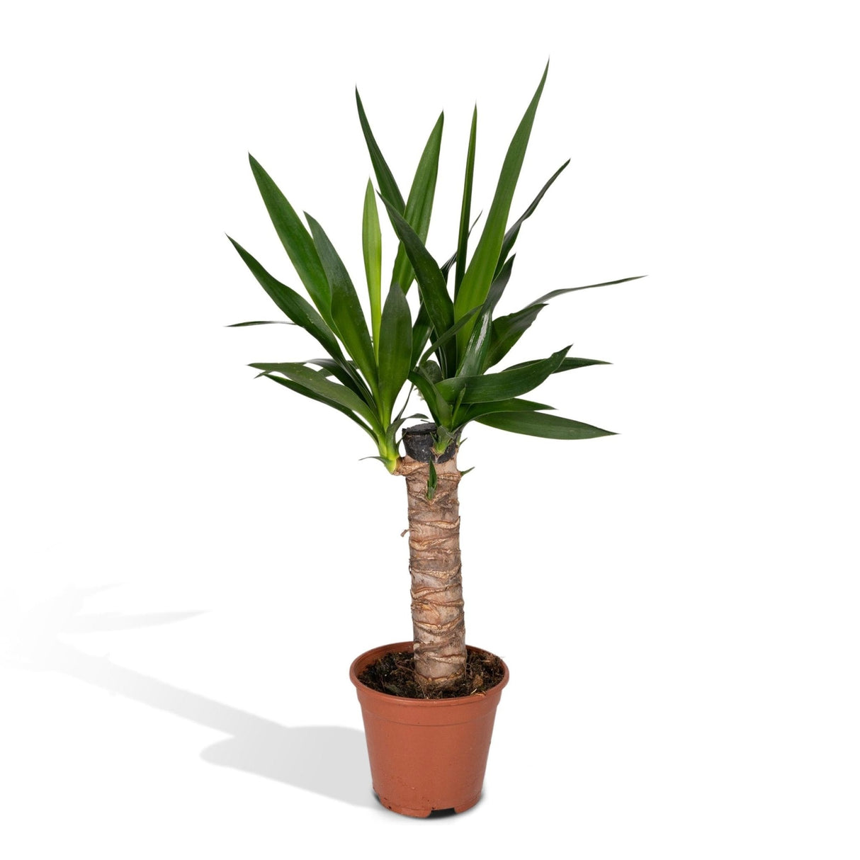 Livraison plante Yucca h40cm