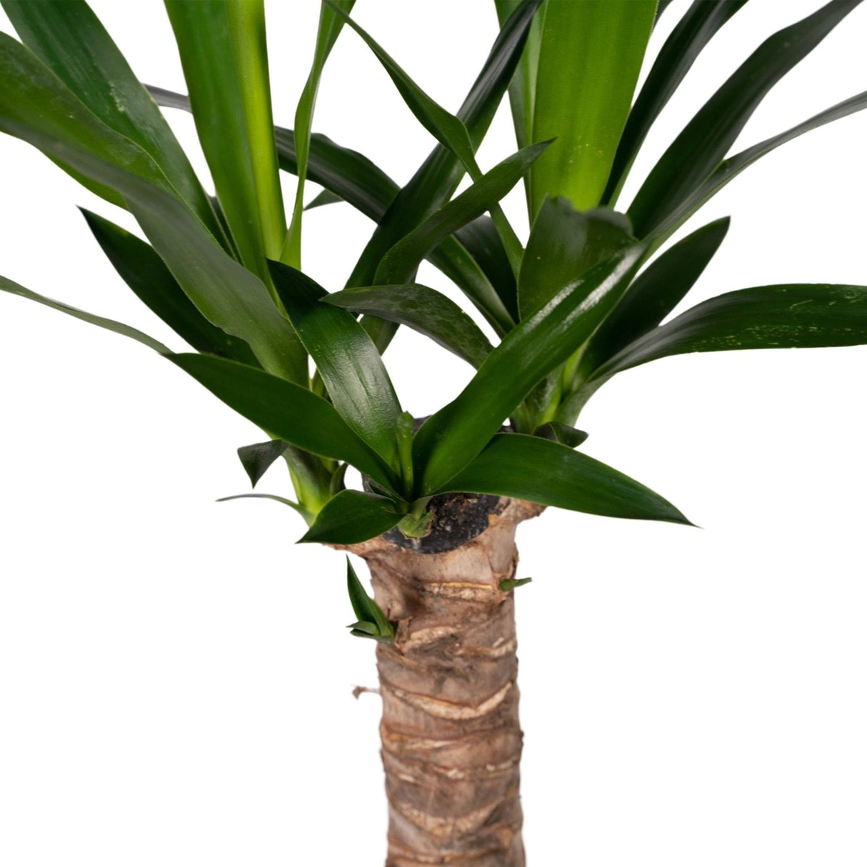 Livraison plante Yucca h40cm