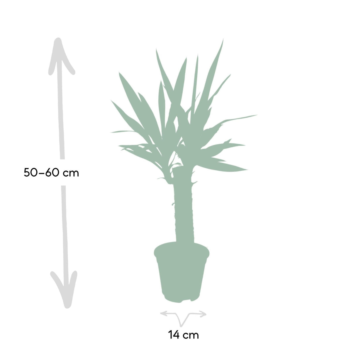 Livraison plante Yucca h40cm