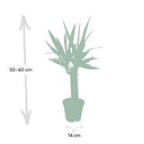 Livraison plante Yucca h40cm