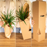 Livraison plante Yucca h40cm