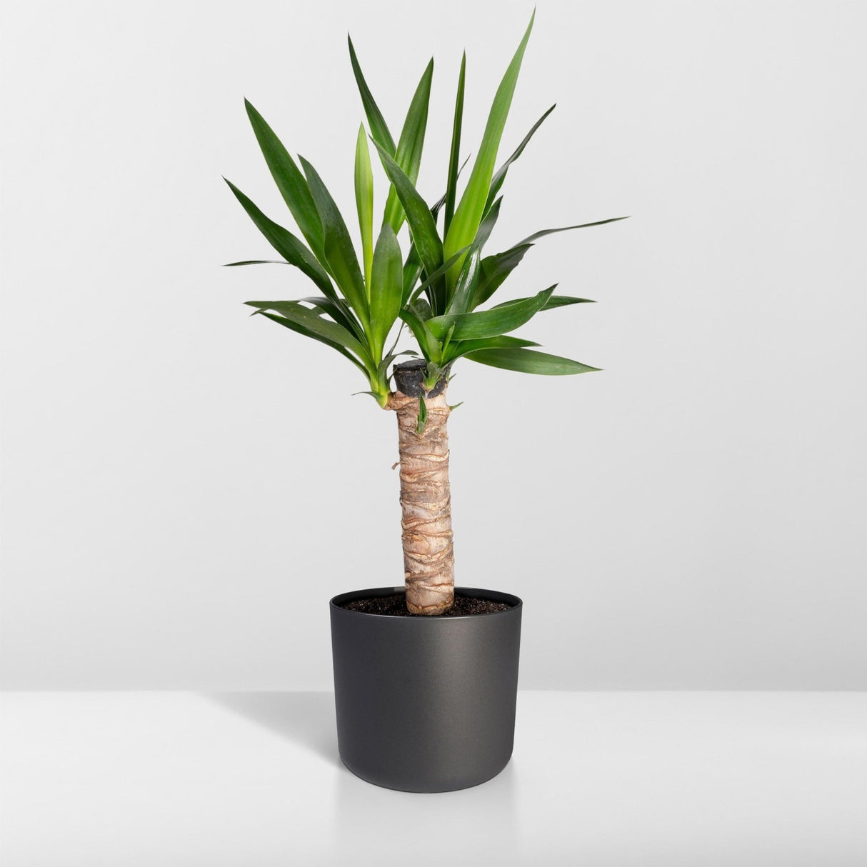 Livraison plante Yucca h40cm