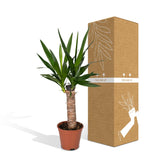 Livraison plante Yucca h40cm