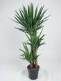 Livraison plante Yucca pied d'éléphant