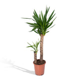 Livraison plante Yucca XL h100.0cm