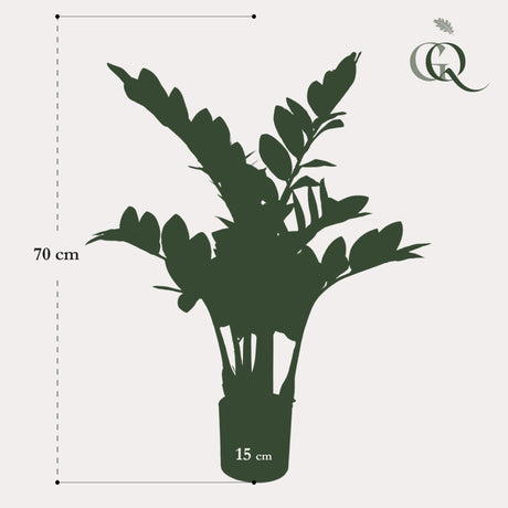 Livraison plante Zamioculcas plante artificielle - h70cm, Ø12cm