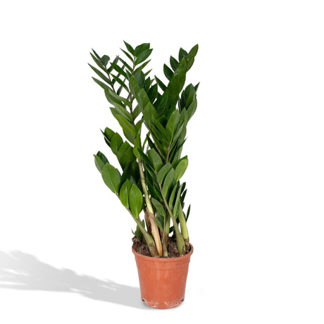 Livraison plante Zamioculcas Zamiifolia